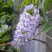 Глициния макростахия БЛЮ МУН в Брянске