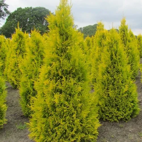 Туя САНКИСТ западная в Брянске