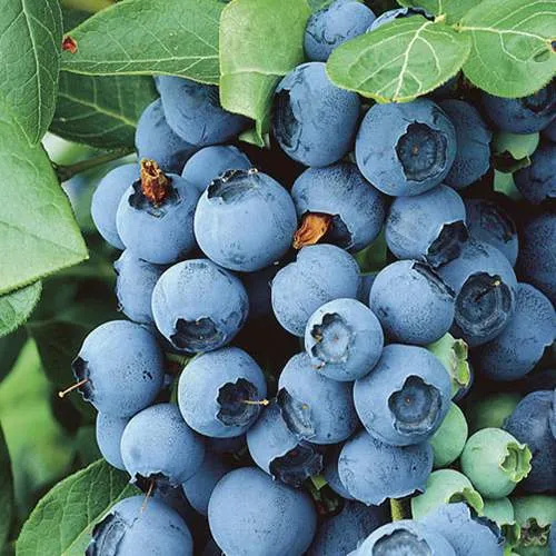 Голубика КОВИЛЛ в Брянске