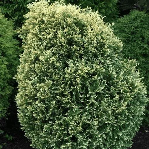 Туя ЛИТОМИШИЛ западная в Брянске