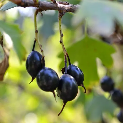 Смородина золотистая ДУСТЛИК в Брянске