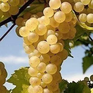 Неукрывные сорта  в Брянске