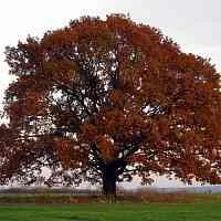 Дуб скальный  Дуб скальный в Брянске