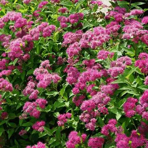 Спирея КРИСПА японская в Брянске