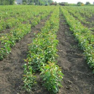Подвой груши ДИКАЯ ГРУША  Подвой груши ДИКАЯ ГРУША в Брянске