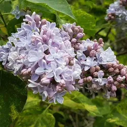 Сирень АУКУБАФОЛИЯ в Брянске