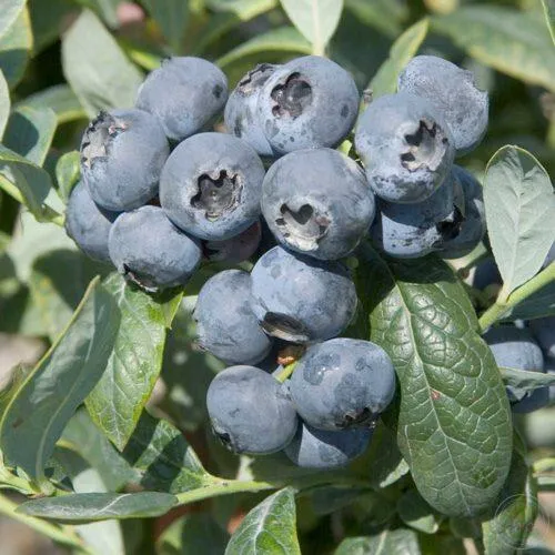 Голубика БРИГИТТА в Брянске