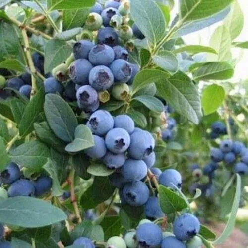 Голубика ЭЛЛИОТ в Брянске