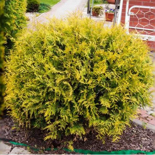 Туя КОЛЛЕРС ГОЛД складчатая в Брянске