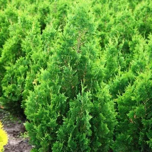 Туя СПИРАЛИС западная в Брянске