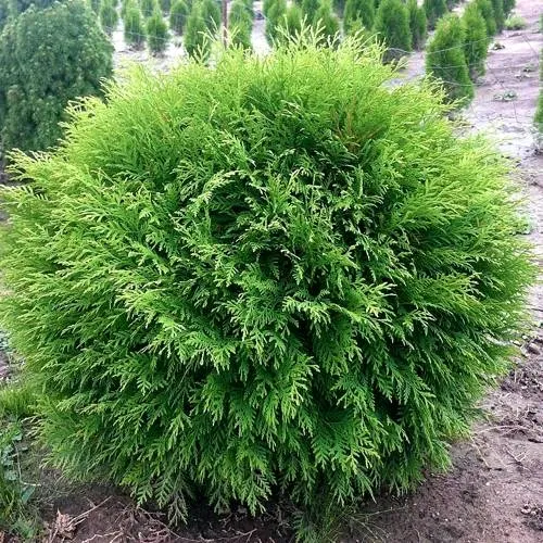 Туя ЛИТЛ ЧЕМПИОН западная в Брянске