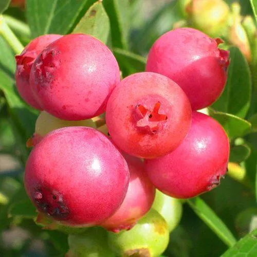 Голубика ПИНК ЛИМОНАД в Брянске