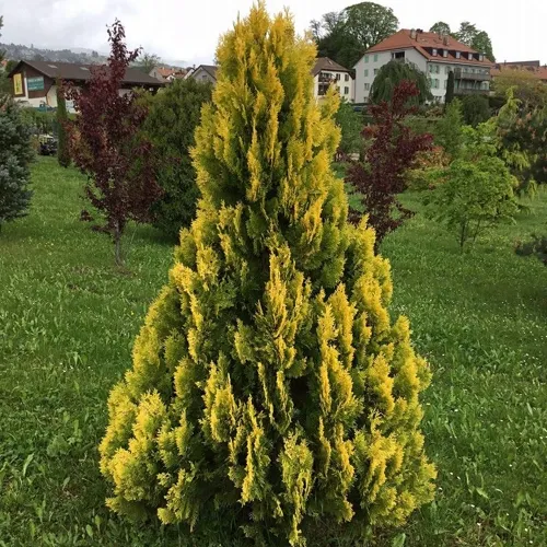 Туя ЕЛЛОУ РИББОН западная в Брянске