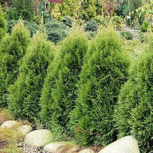 Туя СМАРАГД ВИТБОНТ западная в Брянске