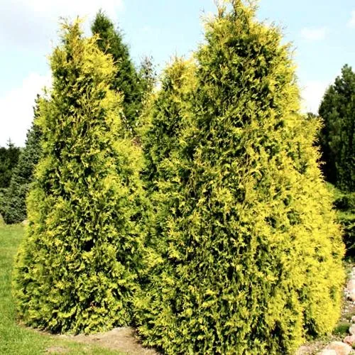 Туя САЛЛАНД западная в Брянске