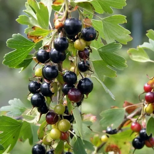 Смородина золотистая ПЛОТНОМЯСАЯ в Брянске