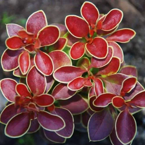 барбарис тунберга 1.jpg барбарис тунберга 1.jpg