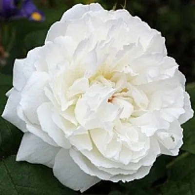 Саженцы роз ВИНЧЕСТЕР КАФЕДРАЛ английская  Саженцы роз ВИНЧЕСТЕР КАФЕДРАЛ английская в Брянске