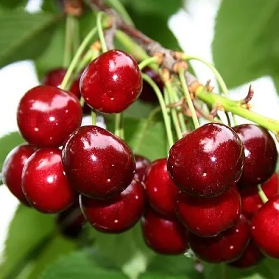 Черешня МИНЧАНКА  Черешня МИНЧАНКА в Брянске