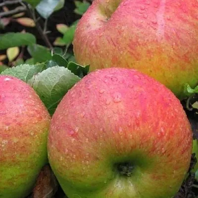 Яблоня ЯБЛОЧНЫЙ СПАС  Яблоня ЯБЛОЧНЫЙ СПАС в Брянске