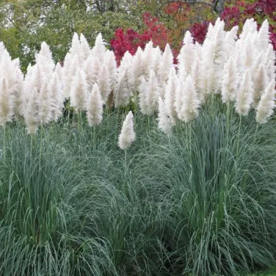Кортадерия белая (пампасная трава) в Брянске