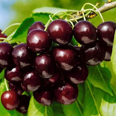 Черешня ВИТЯЗЬ  Черешня ВИТЯЗЬ в Брянске