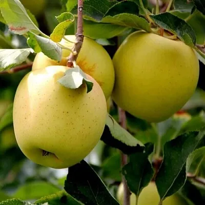 Яблоня ГОЛДЕН ВЛАДИМИРСКИЙ  Яблоня ГОЛДЕН ВЛАДИМИРСКИЙ в Брянске