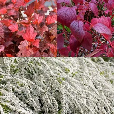 Комплект ЖИВАЯ ИЗГОРОДЬ в Брянске