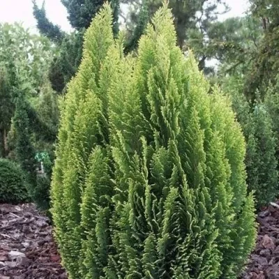 Кипарисовик ЭЛВУДИ ЭМПАЙР лавсана в Брянске