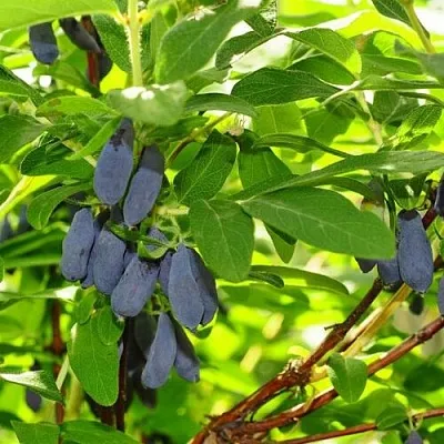 Жимолость съедобная ЛЕБЁДУШКА в Брянске