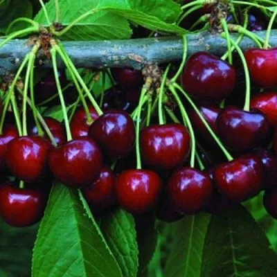 Черешня ВЕДА  Черешня ВЕДА в Брянске