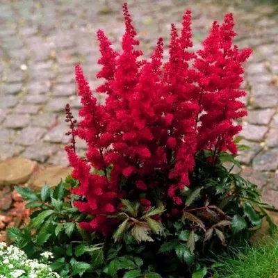 Астильба ГЛАТ Арендса — описание сорта Астильба ГЛАТ Арендса в Брянске