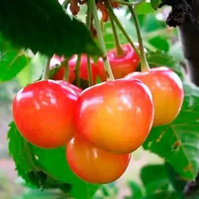 Черешня ДОНЧАНКА  Черешня ДОНЧАНКА в Брянске