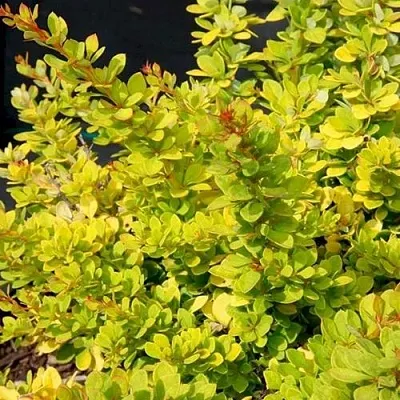 Барбарис СЕНСЕЙШЕН тунберга  Барбарис СЕНСЕЙШЕН тунберга в Брянске