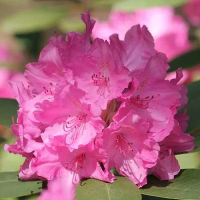 Рододендрон ЛУМИНА  Рододендрон ЛУМИНА в Брянске