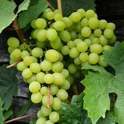 Виноград АЛЕШЕНЬКИН  Виноград АЛЕШЕНЬКИН в Брянске