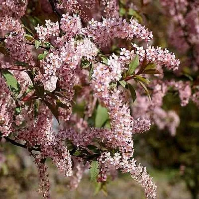 Черемуха НЕЖНОСТЬ в Брянске