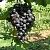 Виноград ВОСТОРГ ЧЕРНЫЙ в Брянске