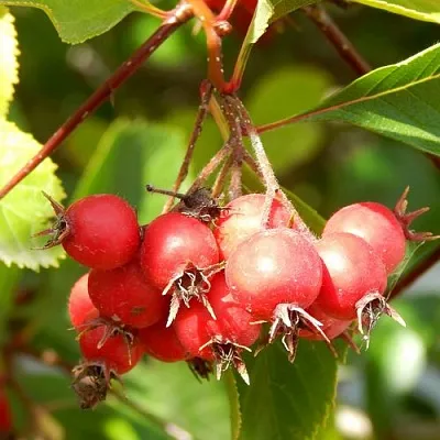 Боярышник ШАМИЛЬ  Боярышник ШАМИЛЬ в Брянске