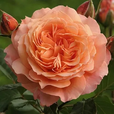 Саженцы роз БЕЛЬВЕДЕР шраб  Саженцы роз БЕЛЬВЕДЕР шраб в Брянске