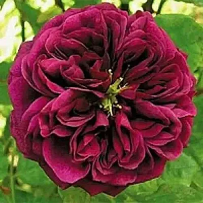 Саженцы роз ЗЕ ПРИНЦ английская  Саженцы роз ЗЕ ПРИНЦ английская в Брянске