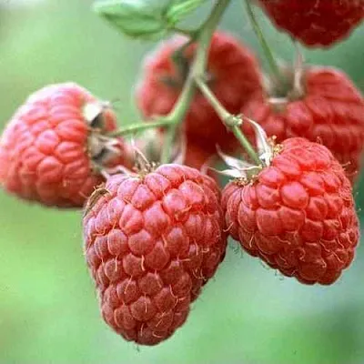 Малина ХЕРИТЕЙДЖ в Брянске