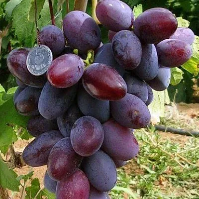 Средние сорта в Брянске