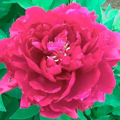 Пион ОСТРОВНОЙ МИНИСТР древовидный  Пион ОСТРОВНОЙ МИНИСТР древовидный в Брянске