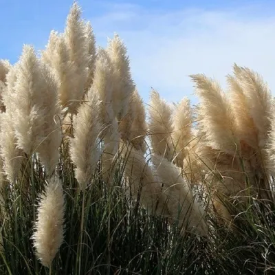 Кортадерия белая (пампасная трава) в Брянске