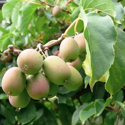 Актинидия ЛЮСИ аргута   Актинидия ЛЮСИ аргута  в Брянске