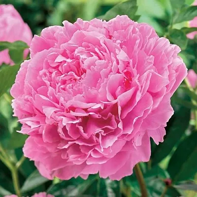 Пион МИСС ЭКХАРТ травянистый  Пион МИСС ЭКХАРТ травянистый в Брянске