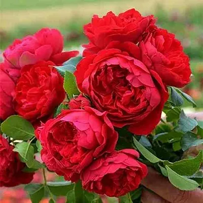 Саженцы роз ФЛОРЕНТИНА плетистая  Саженцы роз ФЛОРЕНТИНА плетистая в Брянске