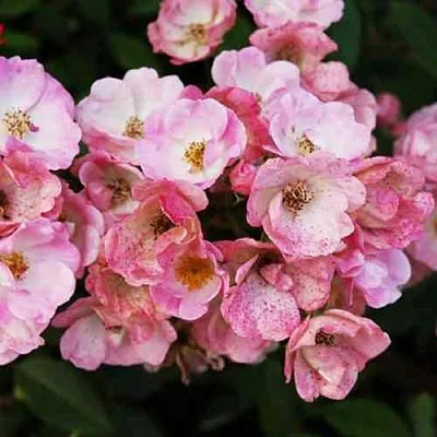 Саженцы роз АЛДЕН БИЗЕН мускусная  Саженцы роз АЛДЕН БИЗЕН мускусная в Брянске