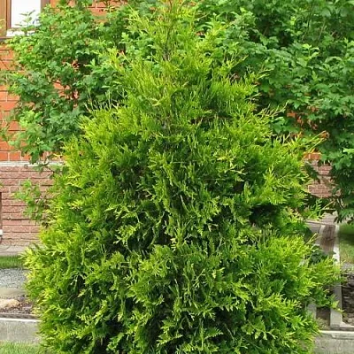 Туя АНЯ (АНИЕ) западная  Туя АНЯ (АНИЕ) западная в Брянске